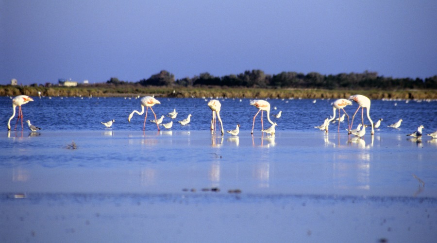 Camargue, la selvaggia terra dei Gitani