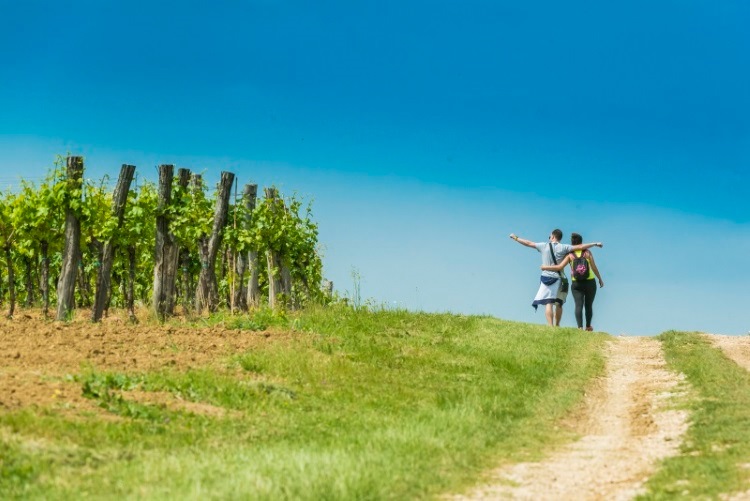 ISTRIA_WINE_WALK