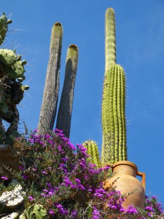 Bordighera - giardini pallanca