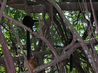 Madagascar - Albero Sacro