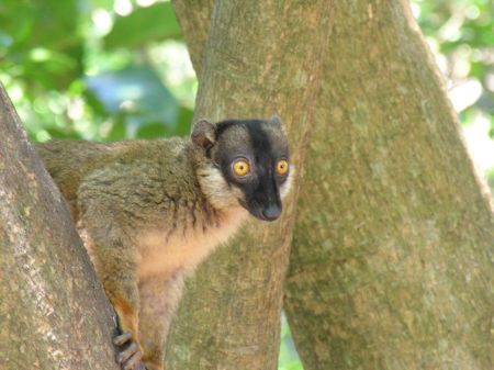 Madagascar - Lemure